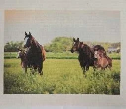 Horse Pair