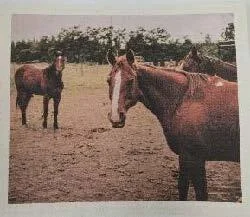 Horses