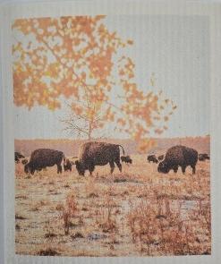 Bison