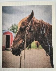 Horse with Bridle